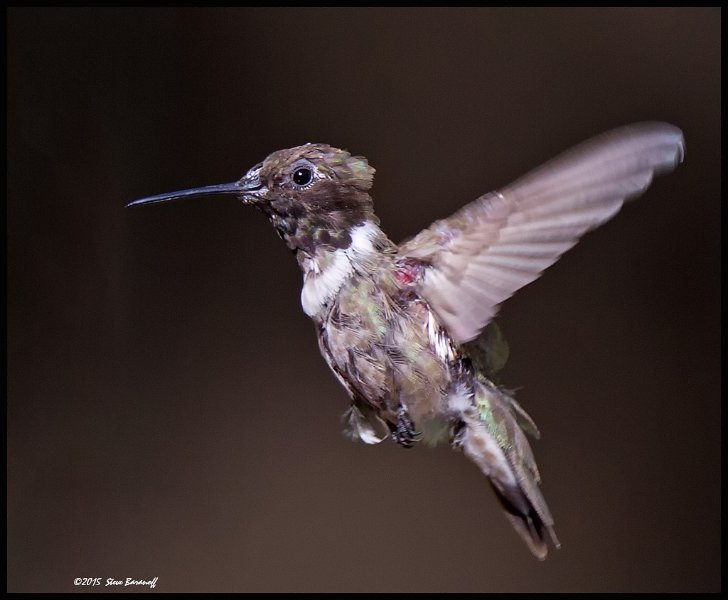 _5SB3750 molting black-chinned hb.jpg
